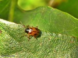 Beetle (<em>Paria</em> sp. ?)