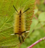 Banded tussock caterpillar (<em>Halysidota tessellaris</em>), #8203