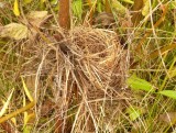 Song sparrow nest at base of walnut sapling