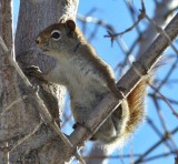 Red squirrel