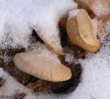 Oyster mushrooms (Pleruotus ostreatus)