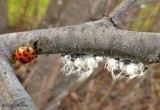 Asian ladybeetle (<em>Harmonia axyridis</em>) and wooly alder aphids 