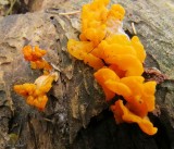 Jelly Fungi at the FWG