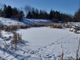 Amphibian Pond under snow