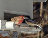 House finches and black-capped chickadee