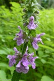 Hedge-nettle (<em>Stachys</em>)