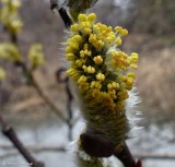 Willow catkins