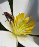 Spotted lady beetle (<em>Coleomagilla maculata</em>) on bloodroot