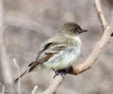 Eastern phoebe