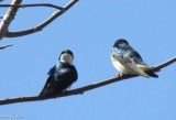 Tree swallows