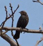 Red-winged blackbird, female