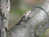 Gray Treefrog (Hyla versicolor)
