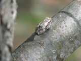 Gray Treefrog (<em>Hyla versicolor</em>)