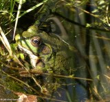 Green frog  (<em>Rana clamitans</em>)