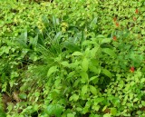 Lots blooming this week in the woods