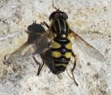 Hover  fly (<em>Helophilus</em>)