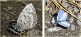 Spring azure butterfly  (<em>Celastrina ladon</em>)