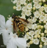 Hover fly (<em>Somula decora</em>)