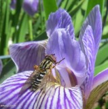 Hover fly (<em>Lejops</em> subgenus <em>Anasimyia</em>) on iris