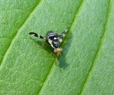 Apple maggot fly (<em>Rhagoletis pomonella</em>)