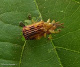 Basswood leaf miner (<em>Baliosus nervosus</em>), mating pair