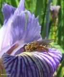 Hover fly (<em>Lejops</em> subgenus <em>Anasimyia</em>) on iris