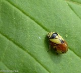 Dogwood spittlebug (<em>Clastoptera proteus</em>)