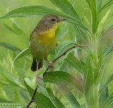 Common yellowthroat, female