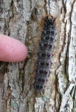 Gypsy moth caterpillar (<em>Lymantria dispar</em>), #8318