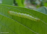 Moth caterpillar <em>Hypena opulenta</em>