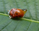 Golden tortoise beetle (<em>Charidotella sexpunctata</em>)
