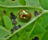 Golden tortoise beetle (<em>Charidotella sexpunctata</em>)