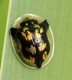 Mottled tortoise beetle (<em>Deloyala guttata</em>)
