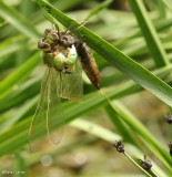 Dragonfly emerging from larval case