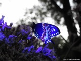 Black Swallowtail under UV light