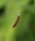 Caterpillar