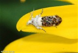 Metalmark moth (Caloreas leucobasis), #2641