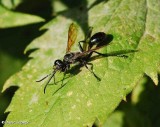 Grass-carrying wasp (<em>Isodontia mexicana</em>)