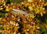 Red-legged grasshopper (<em>Melanoplus femurrubrum</em>)