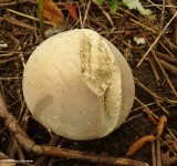 Puffball (<em>Calvatia gigantea</em>)