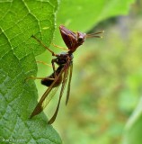 Brown mantidfly  (<em>Climaciella brunnea</em>)