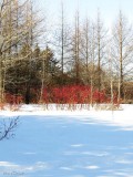 Red osier dogwoods