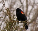 Red-winged blackbird, male