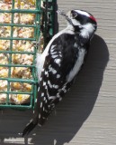 Downy woodpecker, male