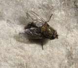 Cluster fly (<em>Pollenia</em>)