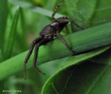 Ground crab spider (<em>Xysticus</em>)