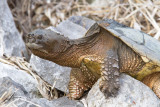 Snapping turtle (Chelydra serpentina)