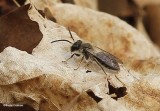 Andrenid bee (Andrena)