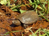Snapping turtle (Chelydra serpentina)