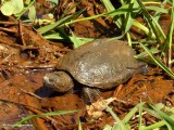 Snapping turtle (<em>Chelydra serpentina</em>)